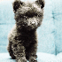 Chiens trop mignons, qui resse