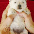 Chiens trop mignons, qui resse