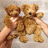 Chiens trop mignons, qui resse