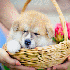 Chiens trop mignons, qui resse