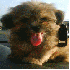 Chiens trop mignons, qui resse