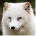 Ces animaux aux yeux multicolo