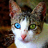 Ces animaux aux yeux multicolo