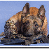 Un chien et une chouette :Une 