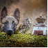 Un chien et une chouette :Une 