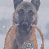 Un chien et une chouette :Une 