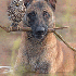 Un chien et une chouette :Une 
