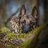 Un chien et une chouette :Une 