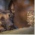Un chien et une chouette :Une 