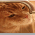 Comment ça les chats déteste