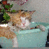 Comment ça les chats déteste