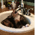 Comment ça les chats déteste