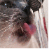 Comment ça les chats déteste
