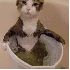 Comment ça les chats déteste