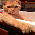 Comment ça les chats déteste