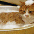 Comment ça les chats déteste
