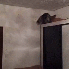 Comment ça les chats déteste