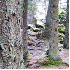 Ces forêts parmi les plus env