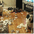 Les bêtises des chiens.