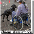 Ces chiens qui aident les homm