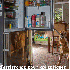 Ces chiens qui aident les homm