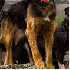 Ces chiens qui aident les homm