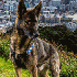 Ces chiens qui aident les homm