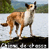 Ces chiens qui aident les homm