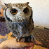Caressez d’adorables chouett
