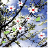 LA SAISON DU PRINTEMPS.