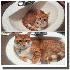 Ces chats n’ont pas réalis