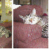 Ces chats n’ont pas réalis