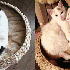 Ces chats n’ont pas réalis