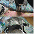 Ces chats n’ont pas réalis