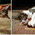 Ces chats n’ont pas réalis