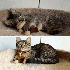 Ces chats n’ont pas réalis