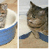 Ces chats n’ont pas réalis