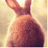 La beauté des lapins.