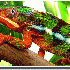 Le caméléon change de couleu