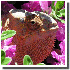 Le caméléon change de couleu