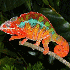 Le caméléon change de couleu