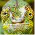 Le caméléon change de couleu