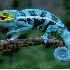 Le caméléon change de couleu