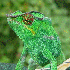 Le caméléon change de couleu