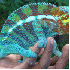 Le caméléon change de couleu