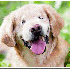 Un chien né sans yeux .