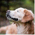 Un chien né sans yeux .