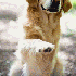 Un chien né sans yeux .