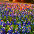 Des paysages fleuris .