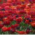 Des paysages fleuris .